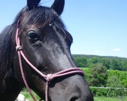 broodmare Nagroda (Polish Warmblood,  )