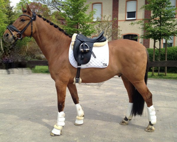 dressage horse SR Dressed for Success (German Riding Pony, 2006, from FS Don't Worry)