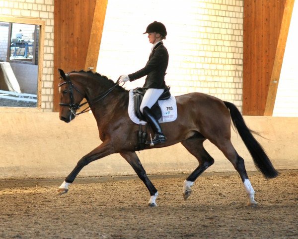 dressage horse Douglas 234 (Hanoverian, 2007, from Desperados FRH)
