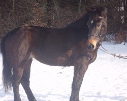 horse Lady (Irish Sport Horse, 2008)