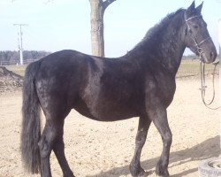 horse Geesje (Friese, 2012)