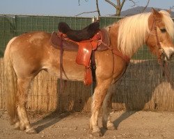 horse Maja (Haflinger, 1997)