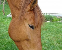 Springpferd Antonia-Scarlett (Deutsches Sportpferd, 2005, von Askanier)