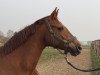 broodmare Roja W (Hanoverian, 2005, from Roadster)