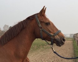 broodmare Roja W (Hanoverian, 2005, from Roadster)