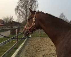 broodmare Dancing Queen (Oldenburg, 2008, from Douceur)