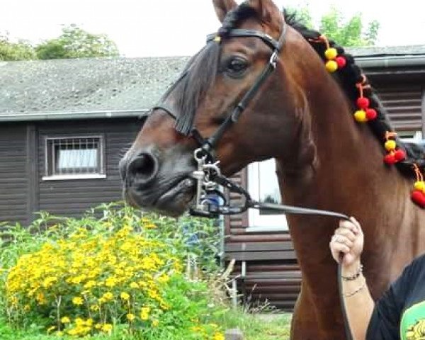 horse Babieca (Pura Raza Espanola (PRE), 2000, from Poleo)