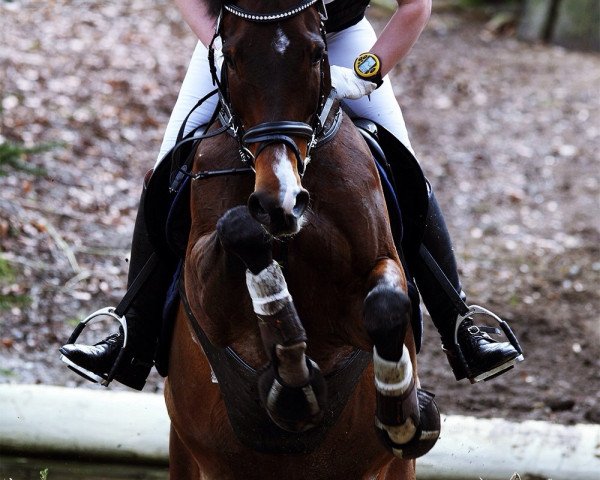 Springpferd Up Town Boy (Irish Sport Horse, 2003, von Chacoa)