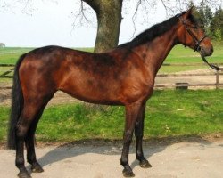 broodmare Amalia (Holsteiner, 2008, from Carry)