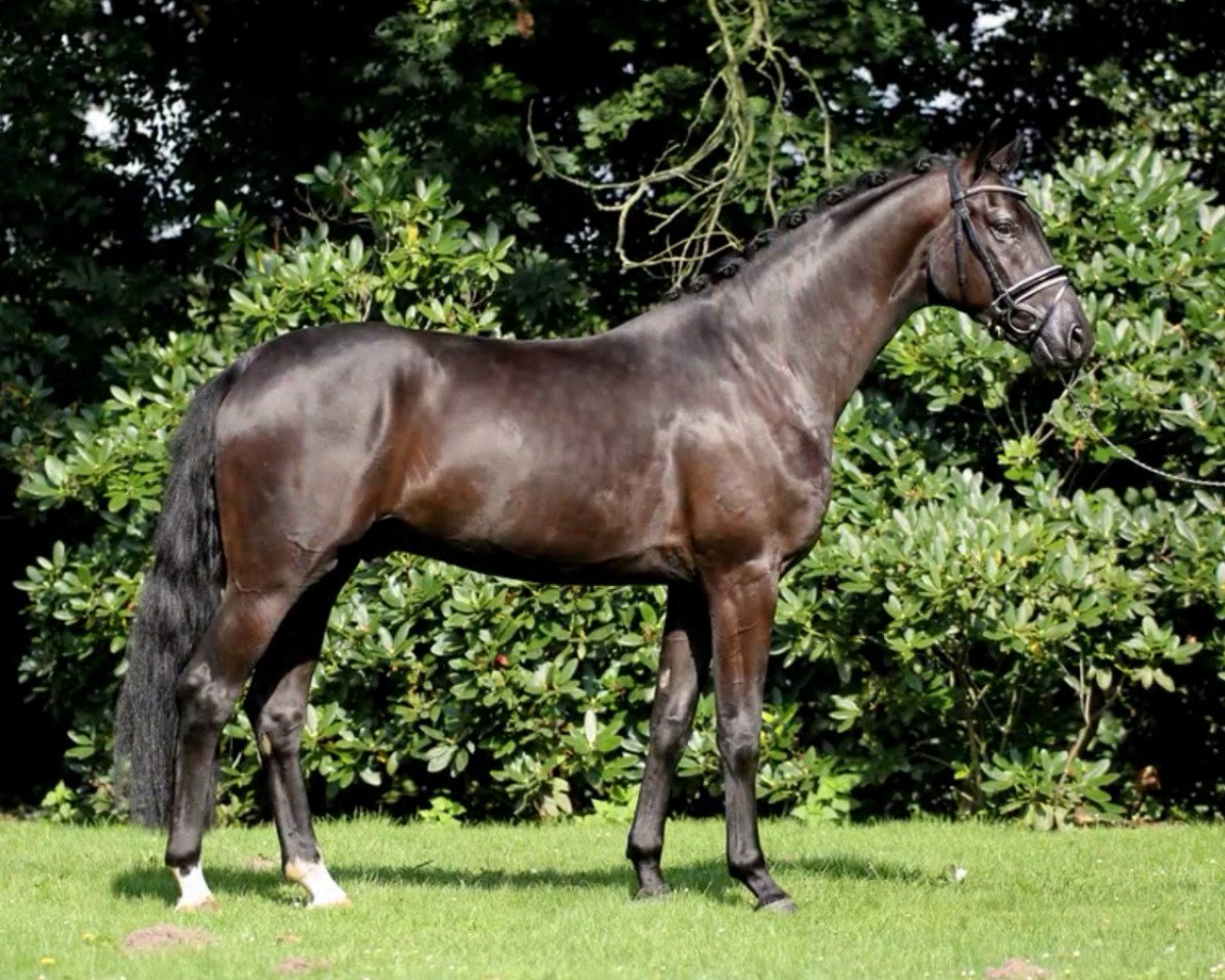 Dressurpferd Sir Balou 5 (Oldenburger, 2011, von Sir Donnerhall II OLD)