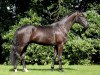 dressage horse Sir Balou 5 (Oldenburg, 2011, from Sir Donnerhall II OLD)