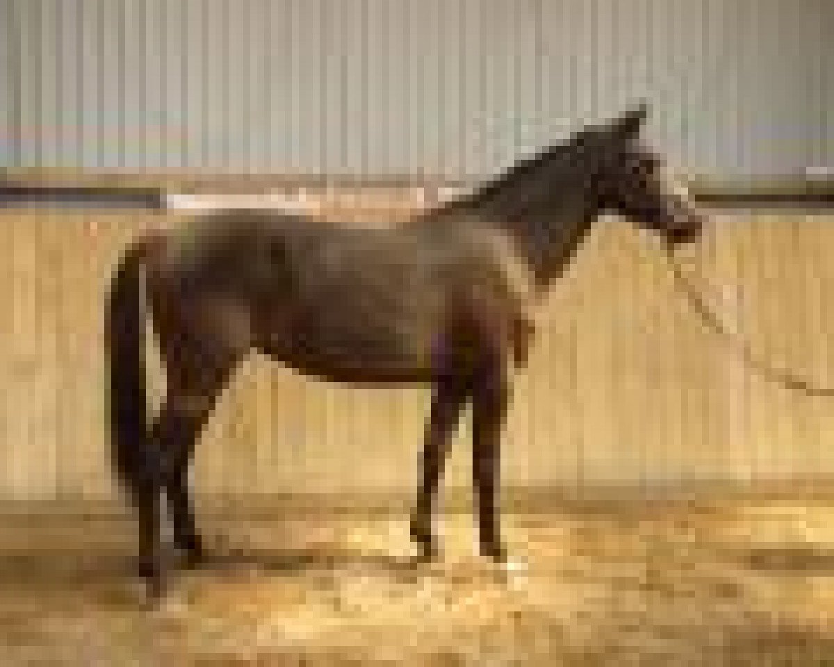 broodmare Devi Casall (Holsteiner, 2011, from Casall Ask)