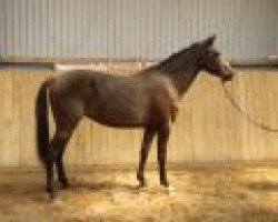 broodmare Devi Casall (Holsteiner, 2011, from Casall)