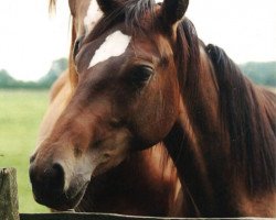 horse Didofee (Westphalian, 1996, from Dinard L)