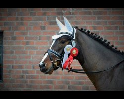 Dressurpferd Damour de Donnerhall (Deutsches Reitpony, 2009, von Der Kleine Donnerhall W)