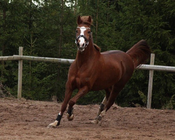 Springpferd Mendocino 20 (Deutsches Reitpony, 2006, von Matchello)