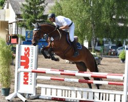 jumper Valentine 19 (Hanoverian, 2009, from Valentino)