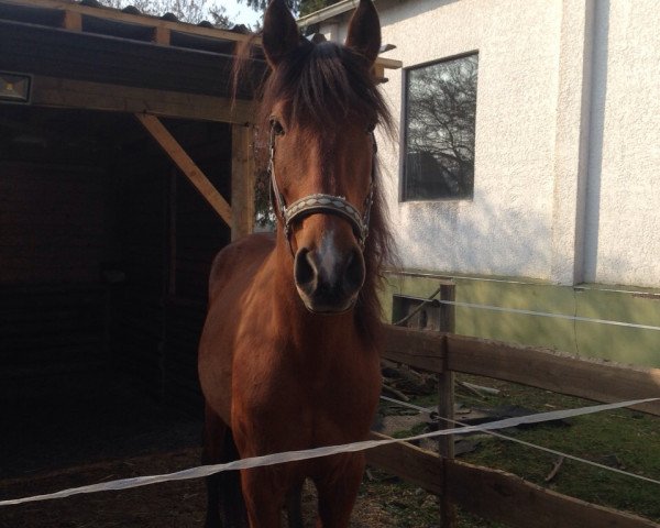 horse Castano (Pura Raza Espanola (PRE), 2010)