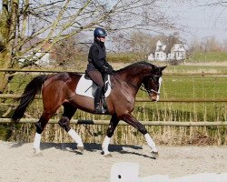 broodmare Caipi R. (Holsteiner, 2010, from Carentan)