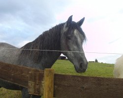 broodmare Sally (German Warmblood, 2008, from Disidente)