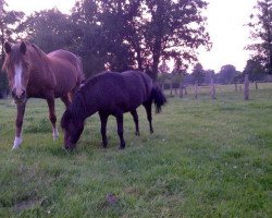 broodmare Nordwind (German Riding Pony, 1980, from Narwal II)