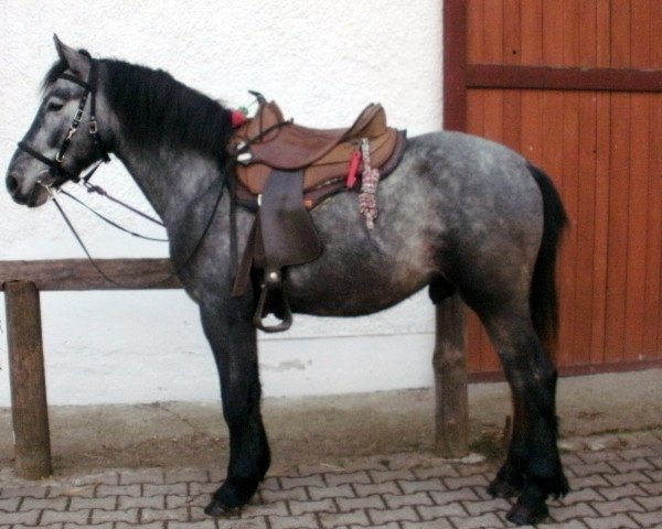 Pferd Amigo (Berber, 2012)