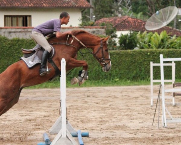 horse BF Jessica G (Brazilian horse, 2009, from Gray de La Lande)