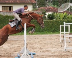 horse BF Jessica G (Brazilian horse, 2009, from Gray de La Lande)