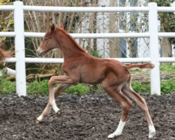 jumper Asti's Aimée (Hanoverian, 2010, from Asti's Amsterdam)