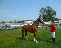 broodmare Rubina (Hanoverian, 2010, from Rotspon)