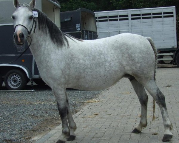 Pferd Ruiten A Liberty (Welsh Mountain Pony (Sek.A), 2002, von Friars Bantam)