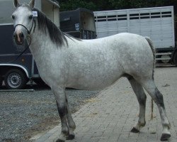 horse Ruiten A Liberty (Welsh mountain pony (SEK.A), 2002, from Friars Bantam)