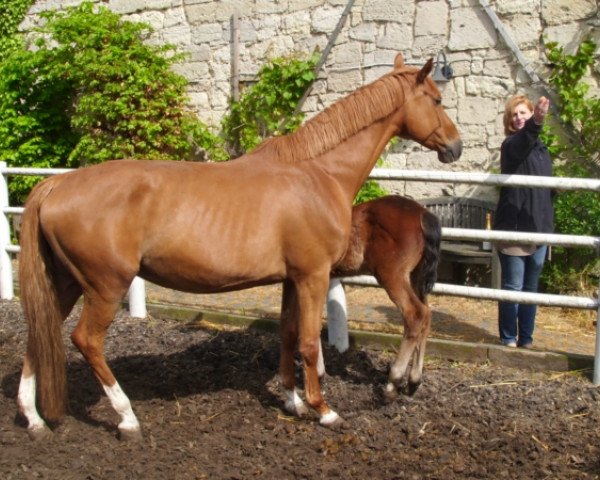 broodmare Utopia (Holsteiner, 2004, from Chambertin)