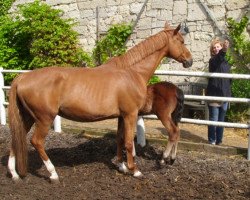 broodmare Utopia (Holsteiner, 2004, from Chambertin)