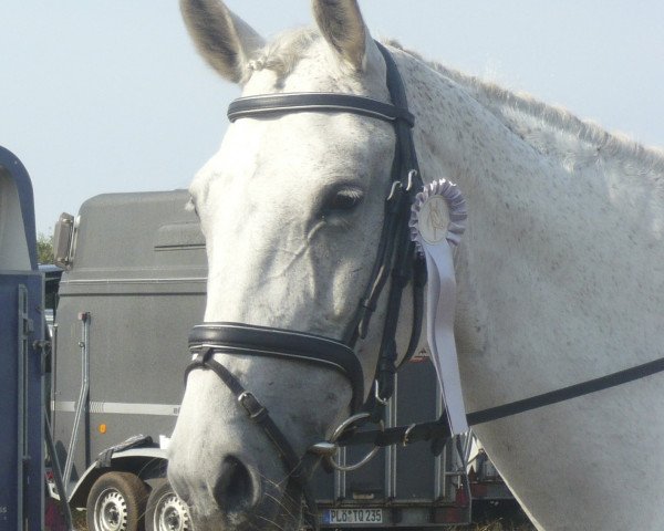 horse Cora (Westphalian, 2000, from Cordobes II)