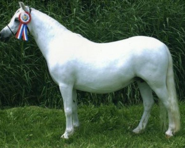 Zuchtstute Ysselvliedt's Stefanie (Welsh Mountain Pony (Sek.A), 1991, von Baledon Jerimiah)