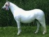 broodmare Ysselvliedt's Stefanie (Welsh mountain pony (SEK.A), 1991, from Baledon Jerimiah)