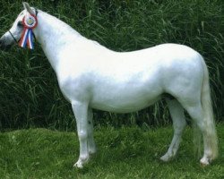 broodmare Ysselvliedt's Stefanie (Welsh mountain pony (SEK.A), 1991, from Baledon Jerimiah)