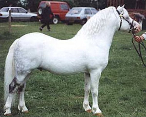 Deckhengst Ty'r Capel Sprig (Welsh Mountain Pony (Sek.A), 1987, von Twyford Sprig)