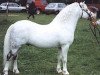 stallion Ty'r Capel Sprig (Welsh mountain pony (SEK.A), 1987, from Twyford Sprig)