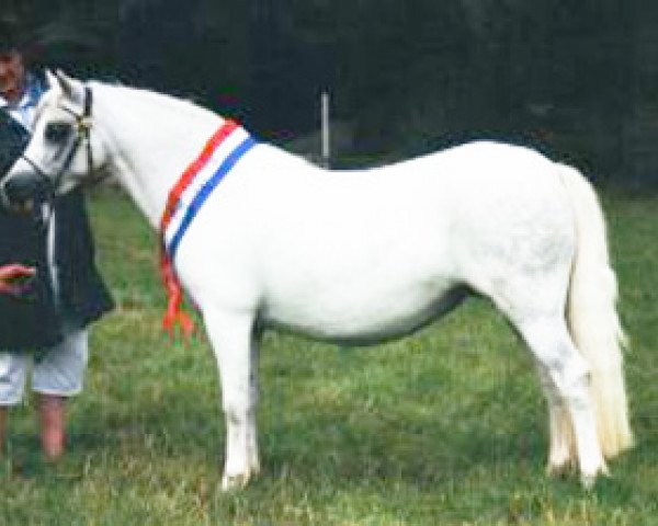 Zuchtstute Ty'r Capel Heulwen (Welsh Mountain Pony (Sek.A), 1992, von Ty'r Capel Sprig)