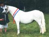 broodmare Ty'r Capel Heulwen (Welsh mountain pony (SEK.A), 1992, from Ty'r Capel Sprig)