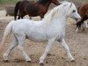 stallion Criccieth Aron (Welsh mountain pony (SEK.A), 1992, from Revel Chaos)