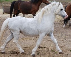 stallion Criccieth Aron (Welsh mountain pony (SEK.A), 1992, from Revel Chaos)