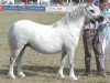 Zuchtstute Eppynt Silver Locket (Welsh Mountain Pony (Sek.A), 1996, von Criccieth Aron)