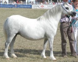 Zuchtstute Eppynt Silver Locket (Welsh Mountain Pony (Sek.A), 1996, von Criccieth Aron)