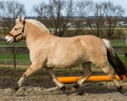 horse Kiki (Fjord Horse, 2010, from Kvirlo)