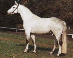 broodmare Gardespiel (Hanoverian, 1981, from Gardekuerassier)