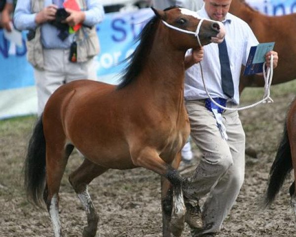 Pferd Moorcock Zoe (Welsh Mountain Pony (Sek.A), 2009, von Eppynt Silver Splash)