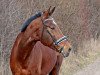 dressage horse Belisario Go (Trakehner, 2004, from Askar AA)